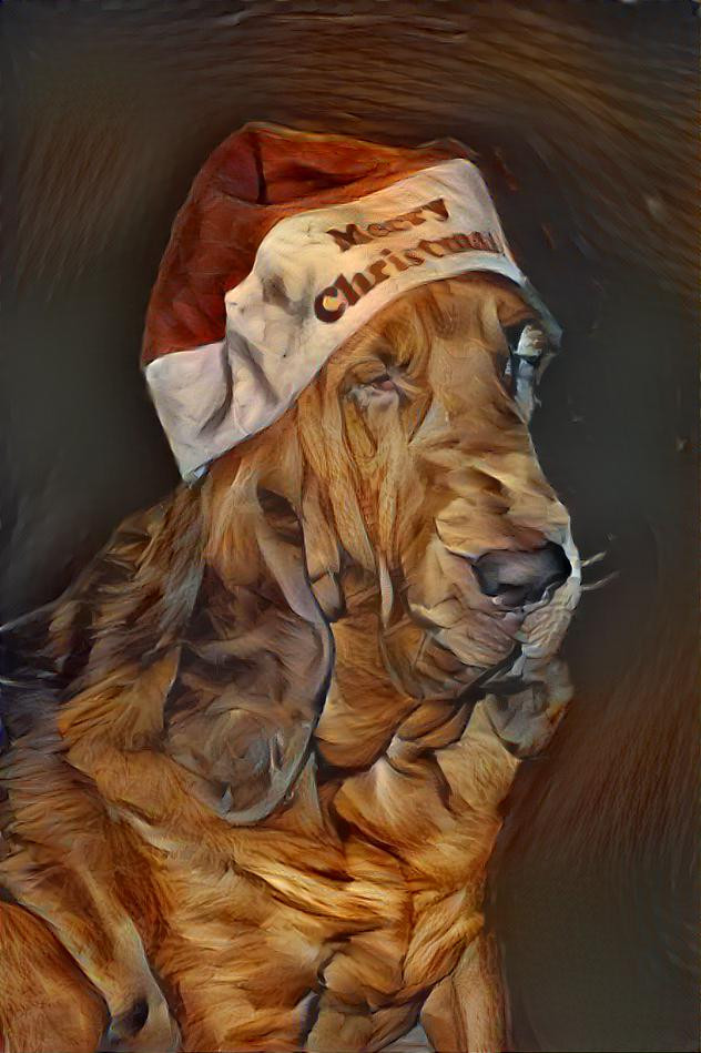 My bloodhound boy Rufus