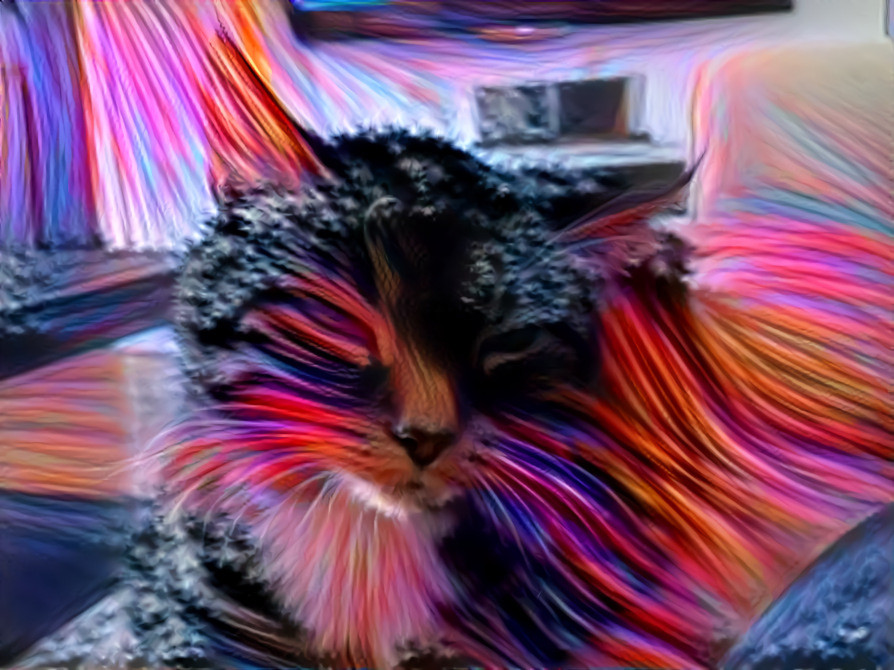 Rainbow wing cat