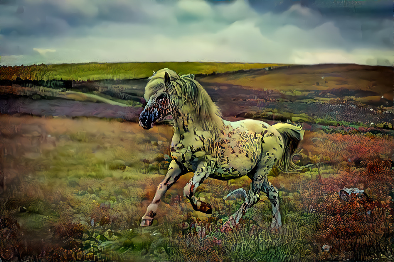 Wild horse