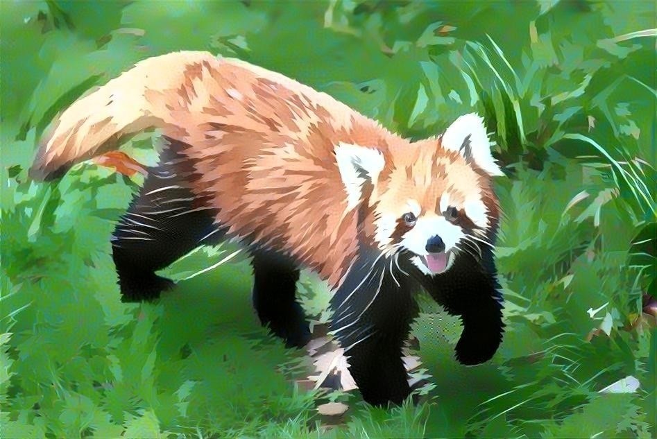 Red Panda