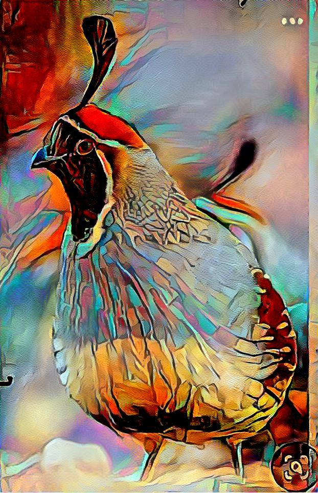 Colorful Gambles Quail