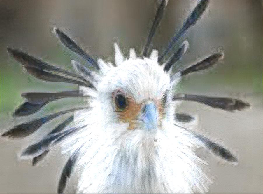 Secretary Bird of Africa