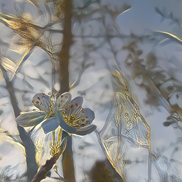 Blossoms in the evening sun 