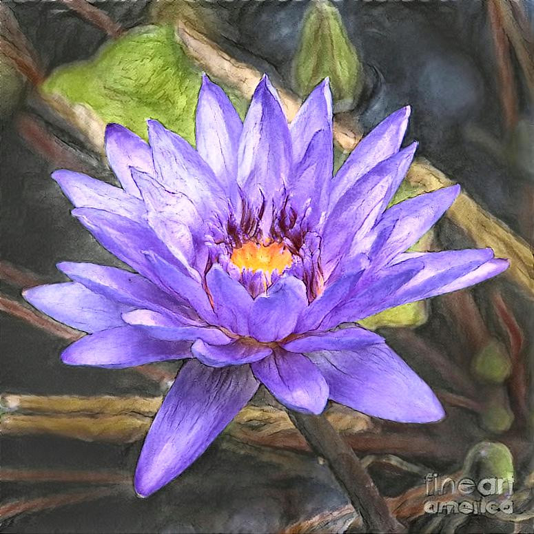 Waterlily