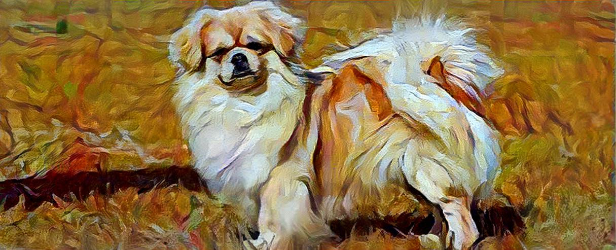 Tibetan Spaniel  