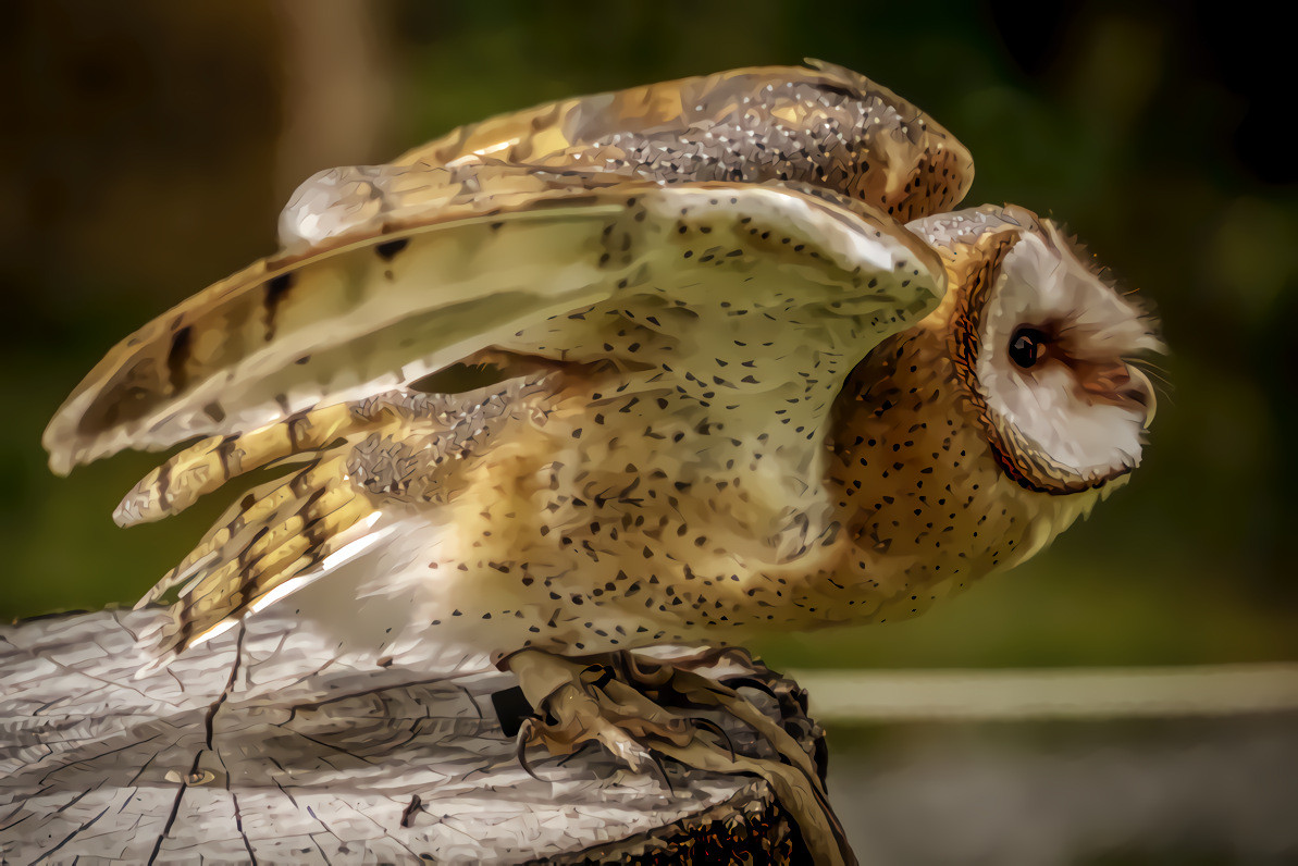 Barn Owl