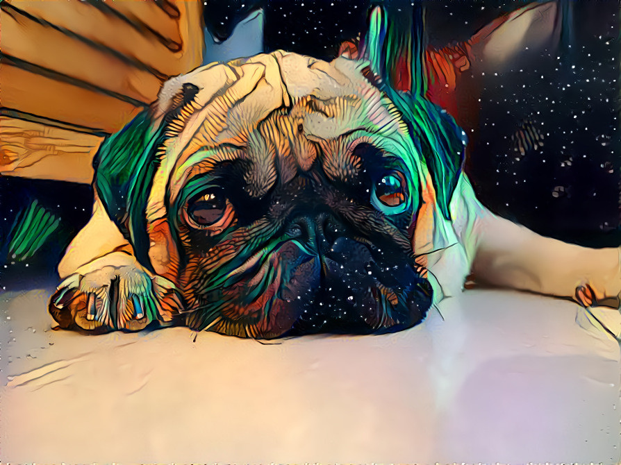 puggy - joshua fernandez unsplash