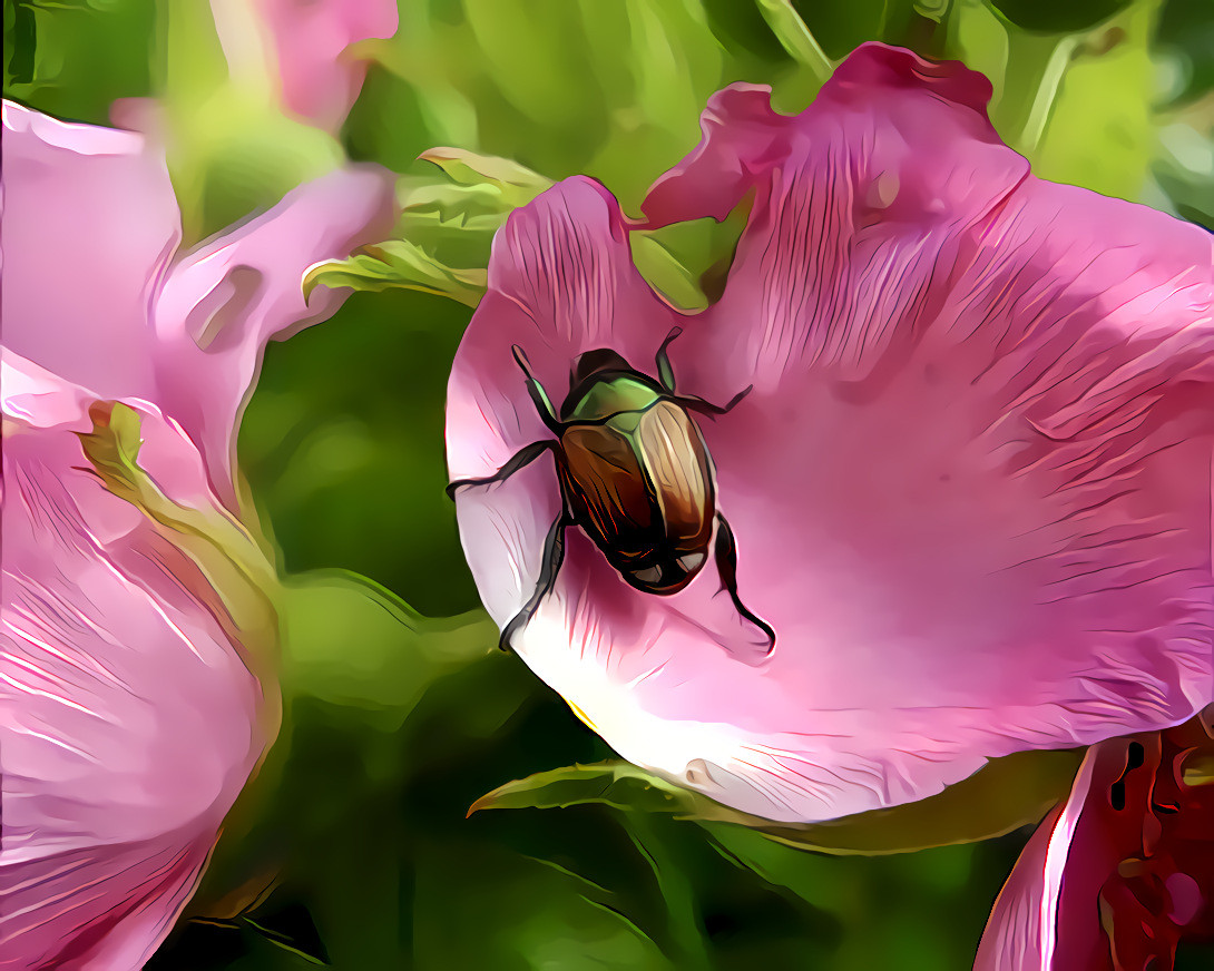 Japanese Beetle Having a Rose for Lunch.  Photo, my own.