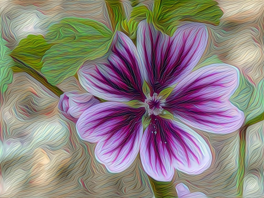 Geranium