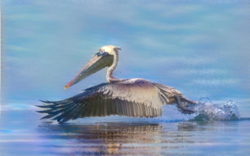 Brown Pelican 02.