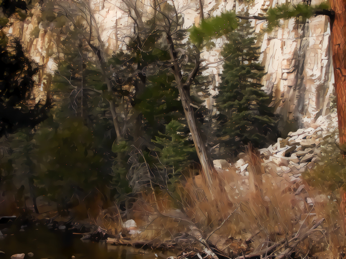 The Woods at Bandelier, New Mexico