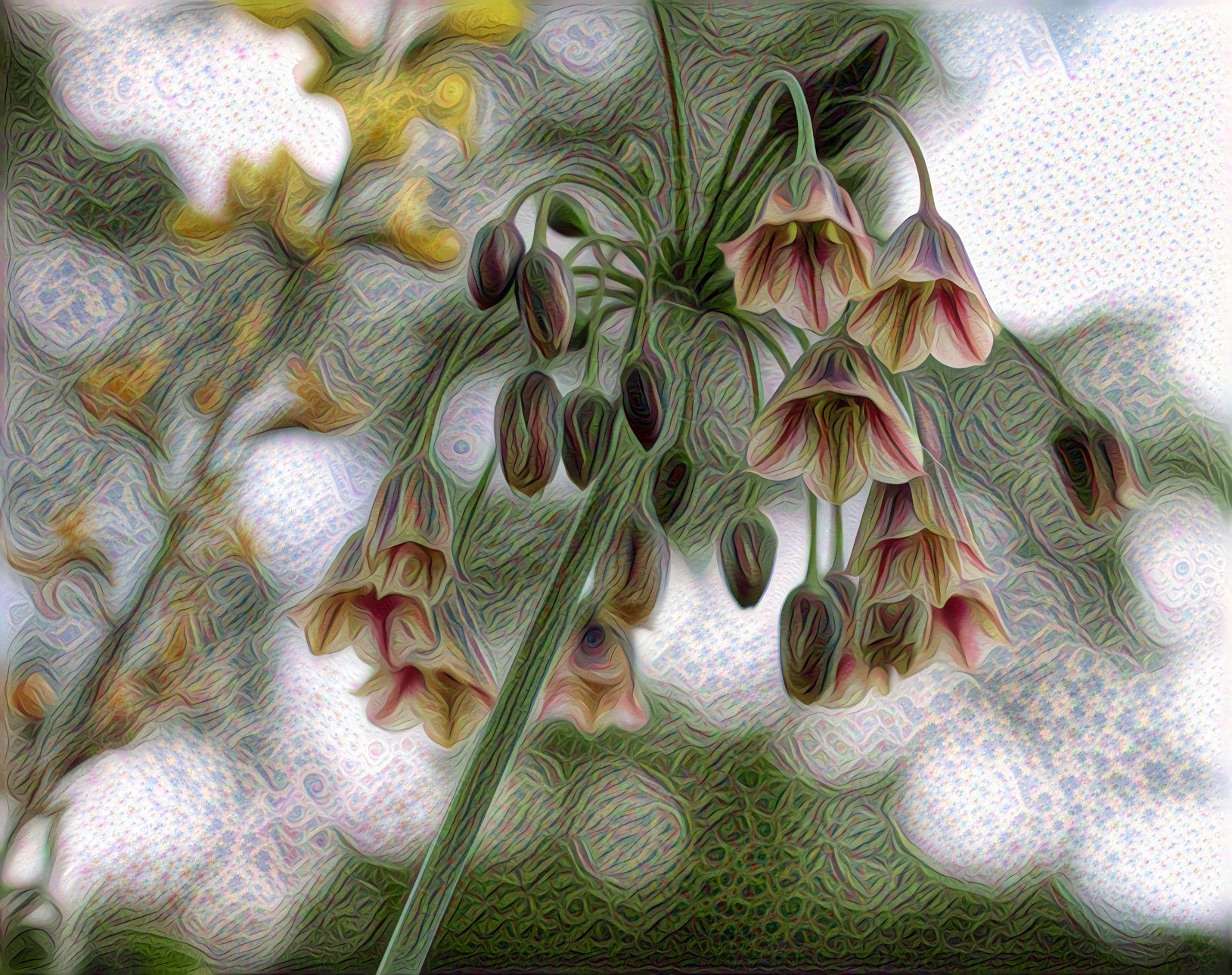 Allium Siculum   Bulgarian Ornamental Onion