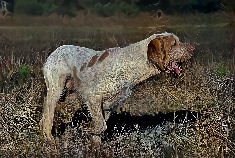 Italian Spinone