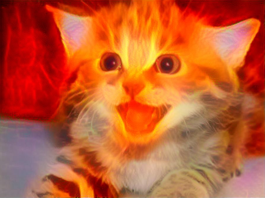 fire cat