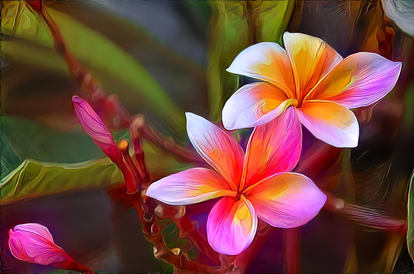 Frangipani flowers in Bali