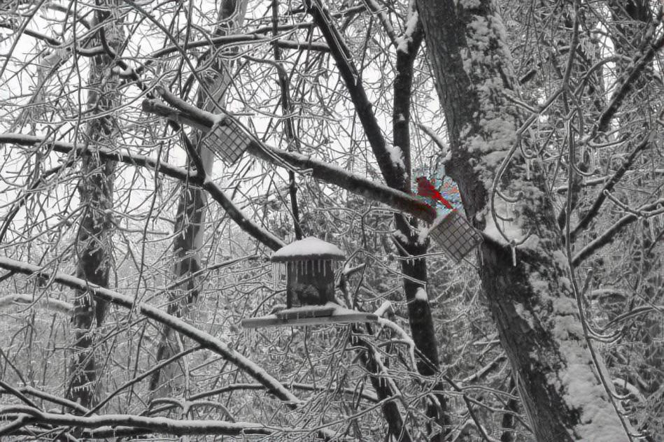 Winter cardinal