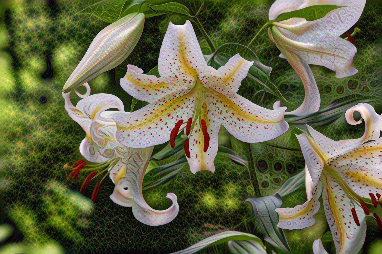 Japanese Lily - Yuri Yamayuri