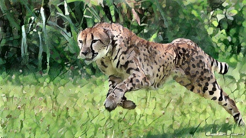 Cheetah running