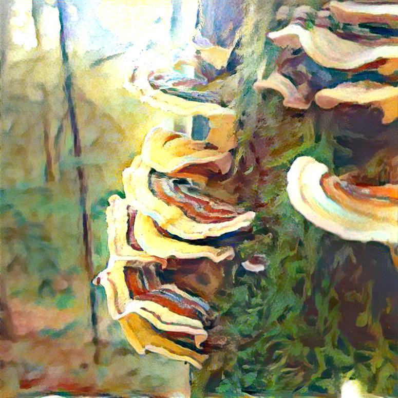 Turkey tail