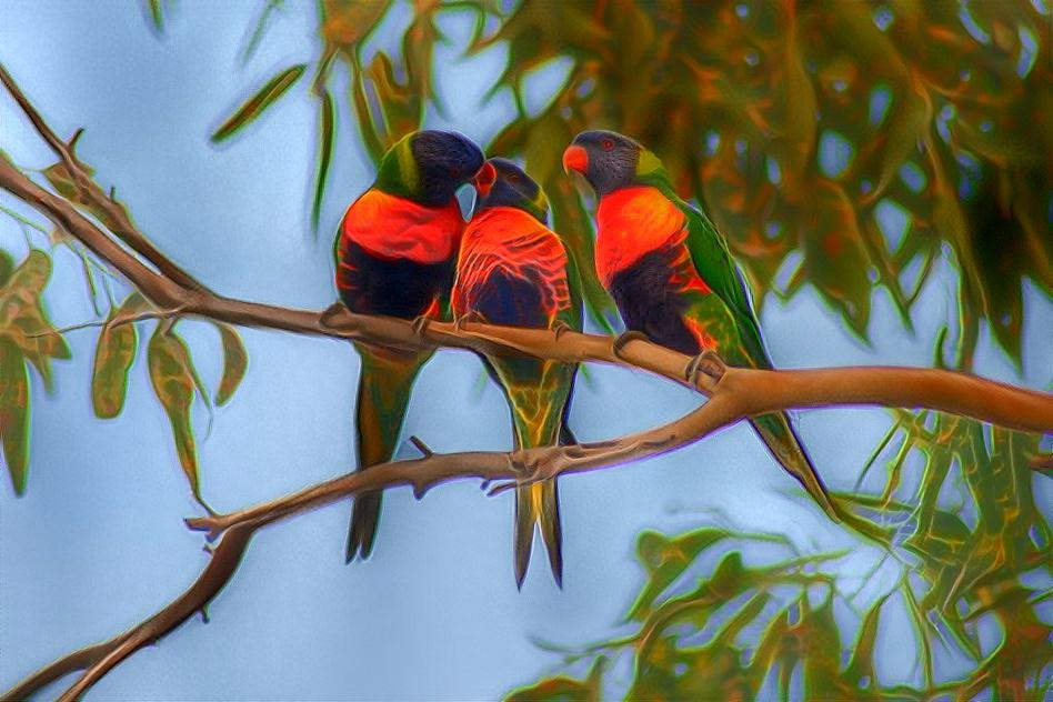 Three_Rainbow_Lorikeets_in_a_Eucalyptus_tree