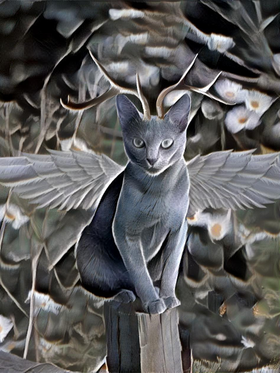 Flying cat