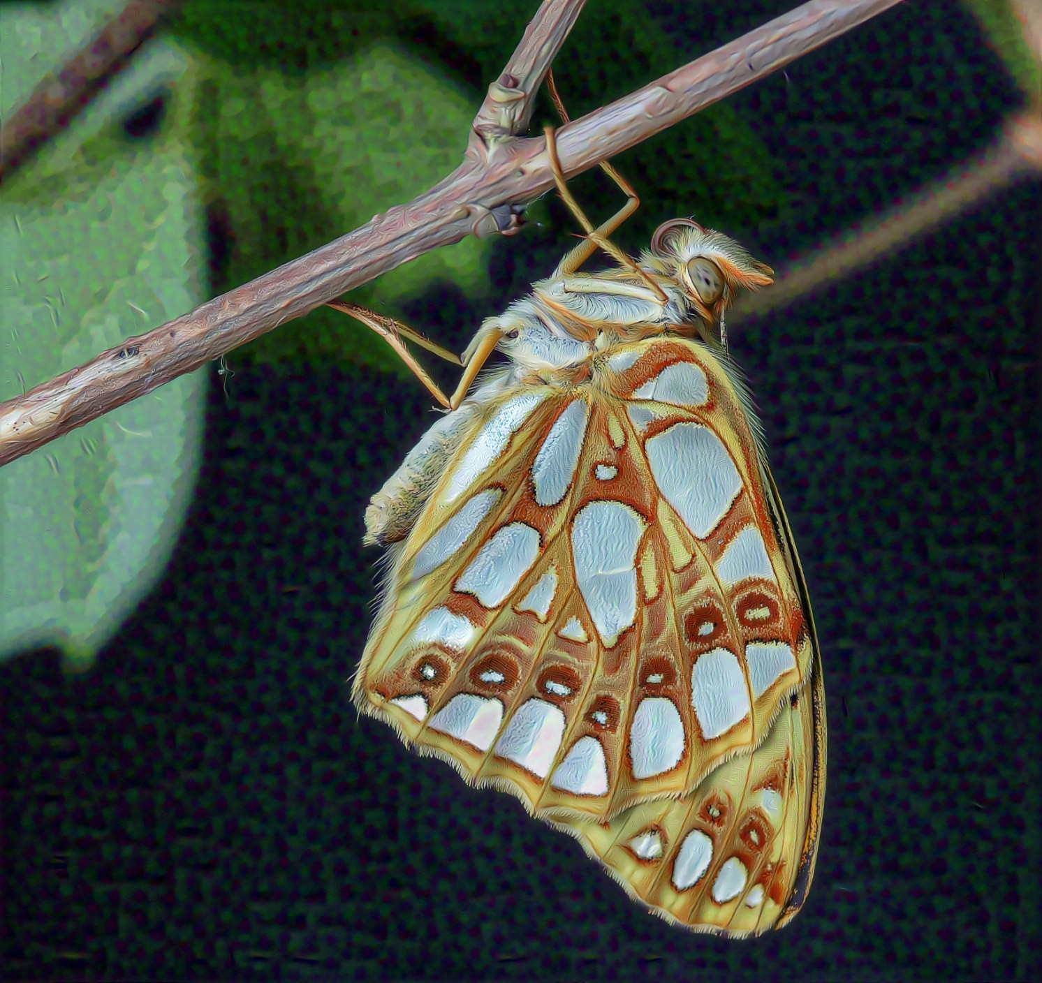 Queen of Spain Fritillary