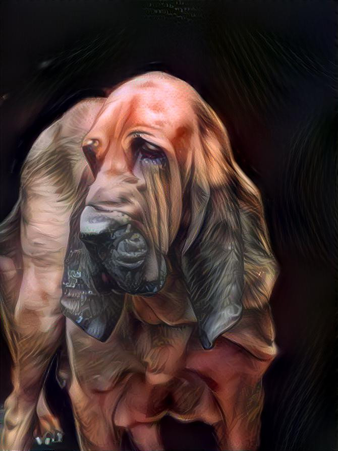 My bloodhound boy Robinson