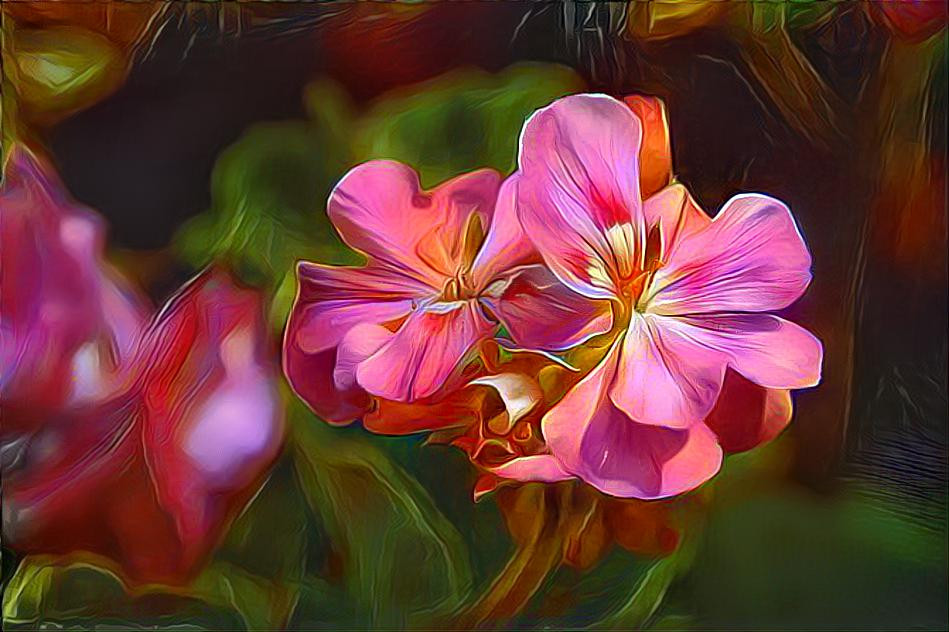 Geranium 