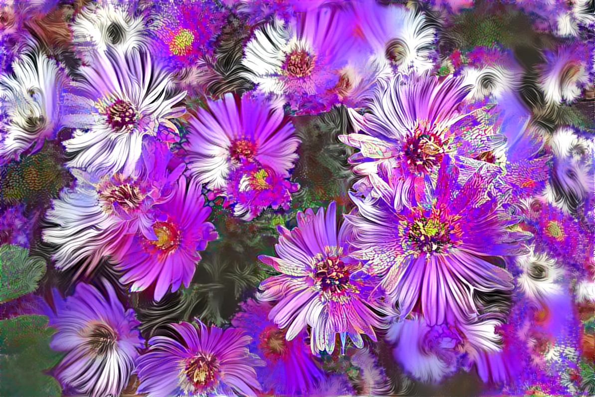 Aster 9 renarena befunky 762