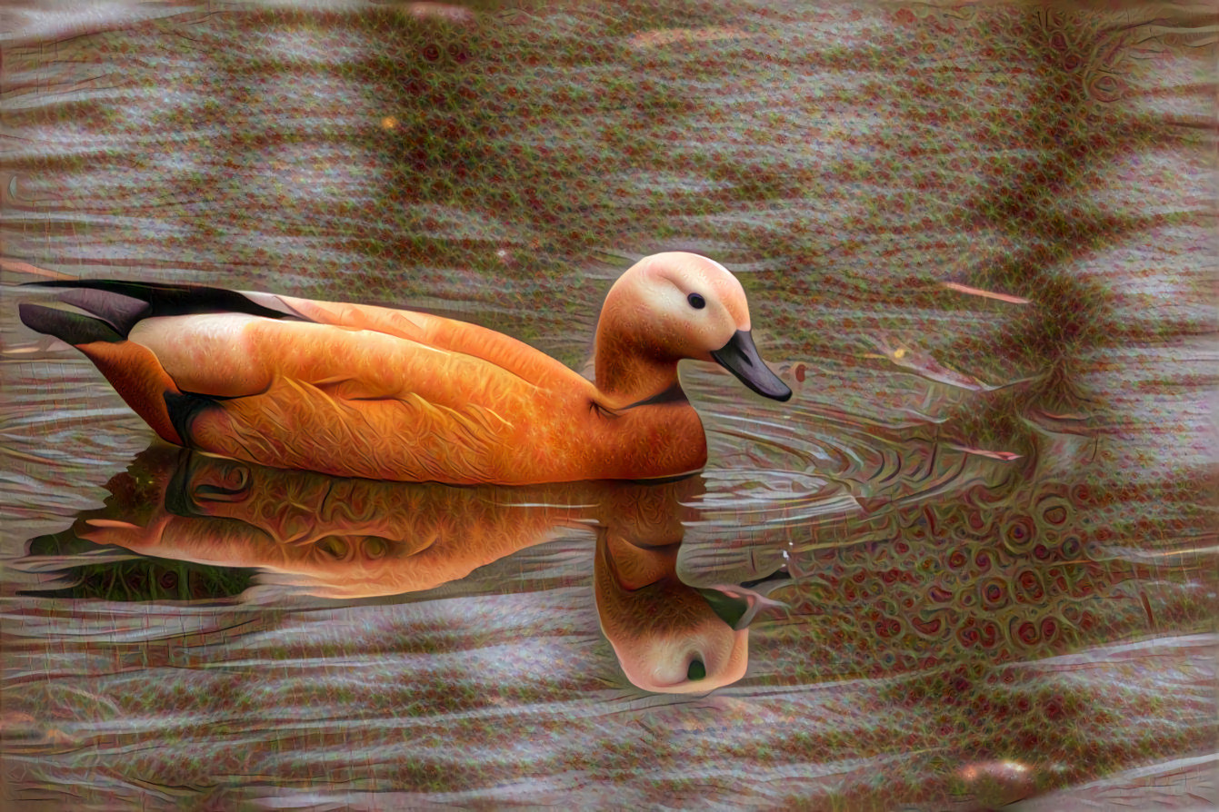 Ruddy Shelduck  (Tadorna ferruginea)