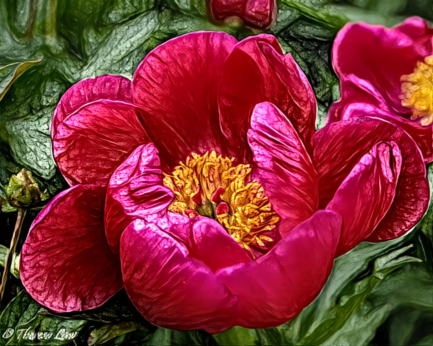 Peony