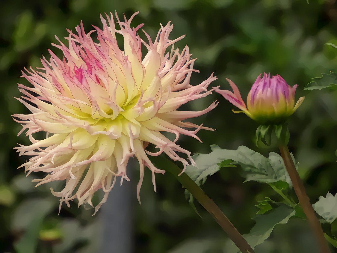 Pink White Dahlias