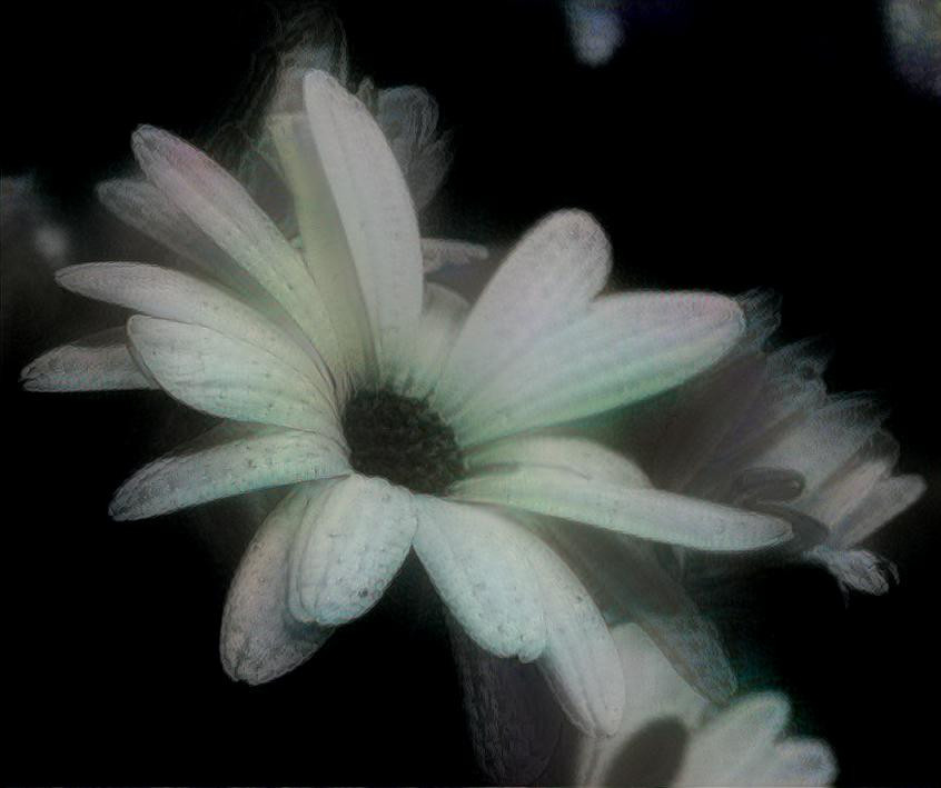 flowers in the dark