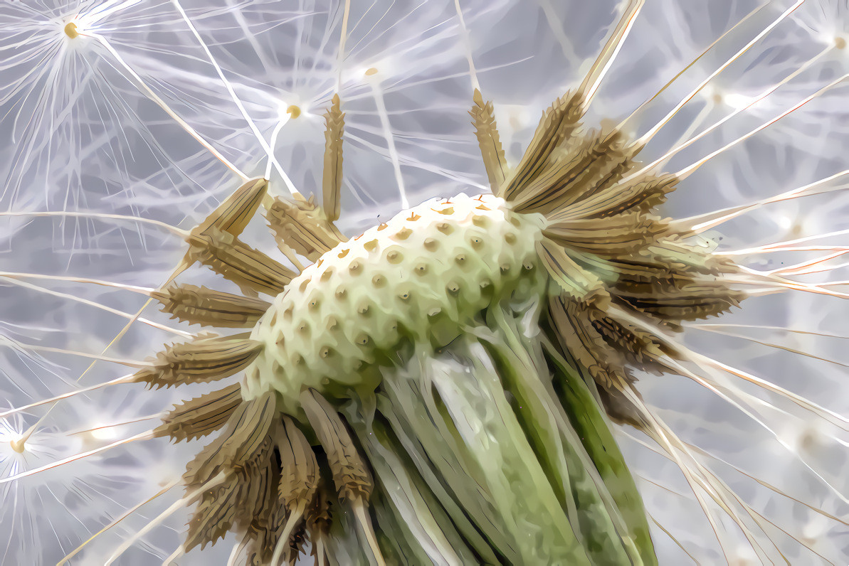 Dandelion Head