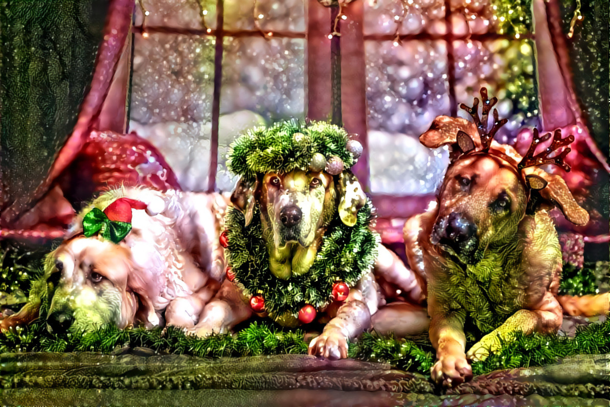 "Waiting for the good old Santa" _ source: Daniel W. Prust's Holiday Pets 2020  Source Challenge (on Facebook "Deep Dreamers" group) _ (201226)