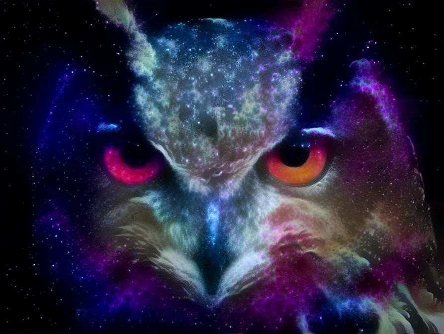 Owl Night