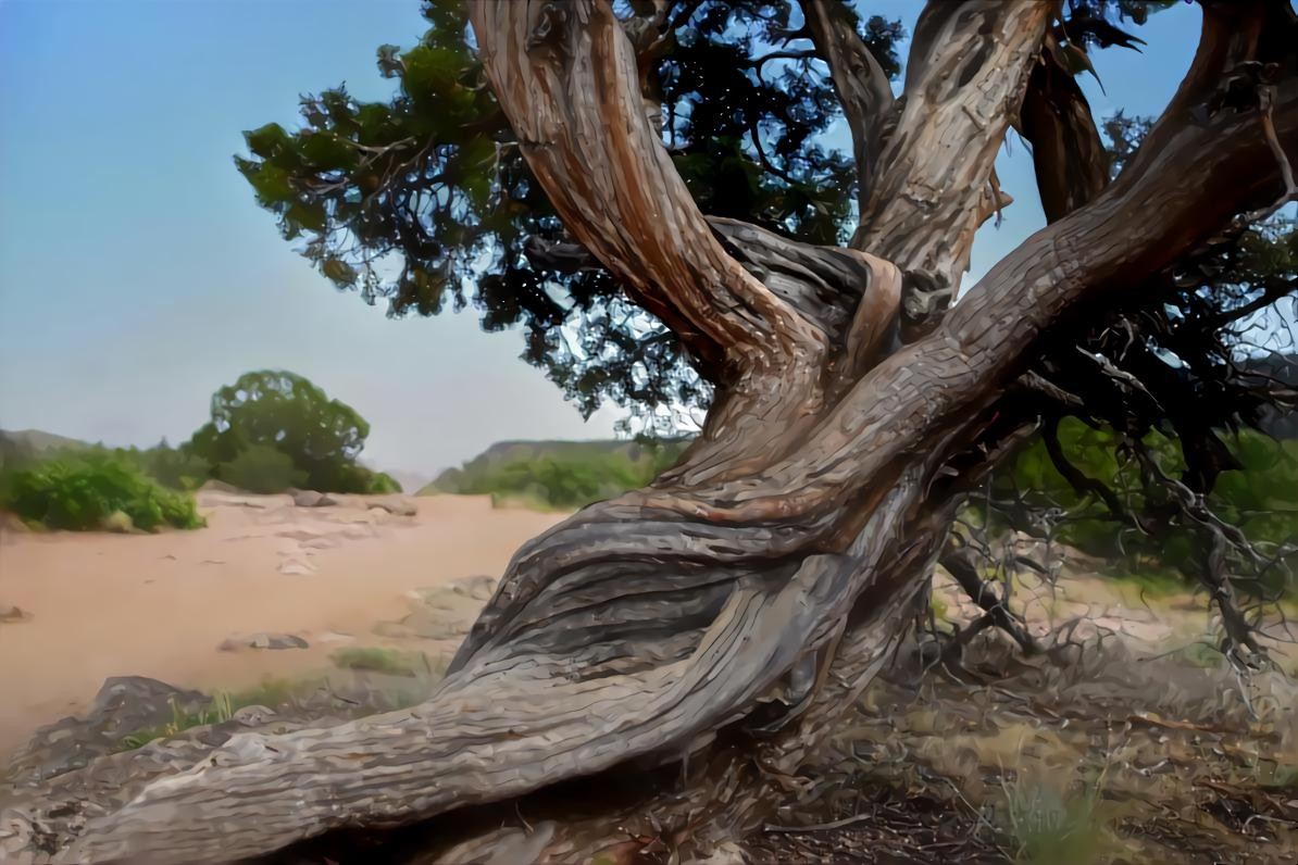 Twisted Tree in the Desert