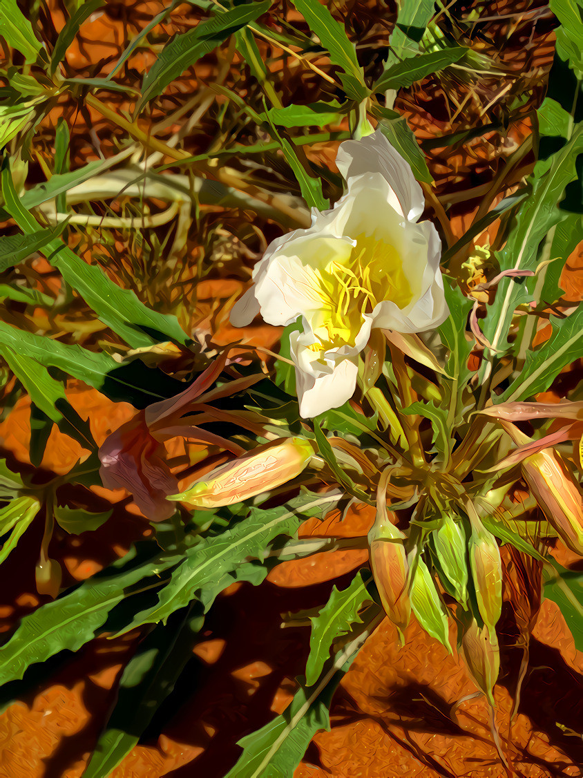 Dune Evening Primrose