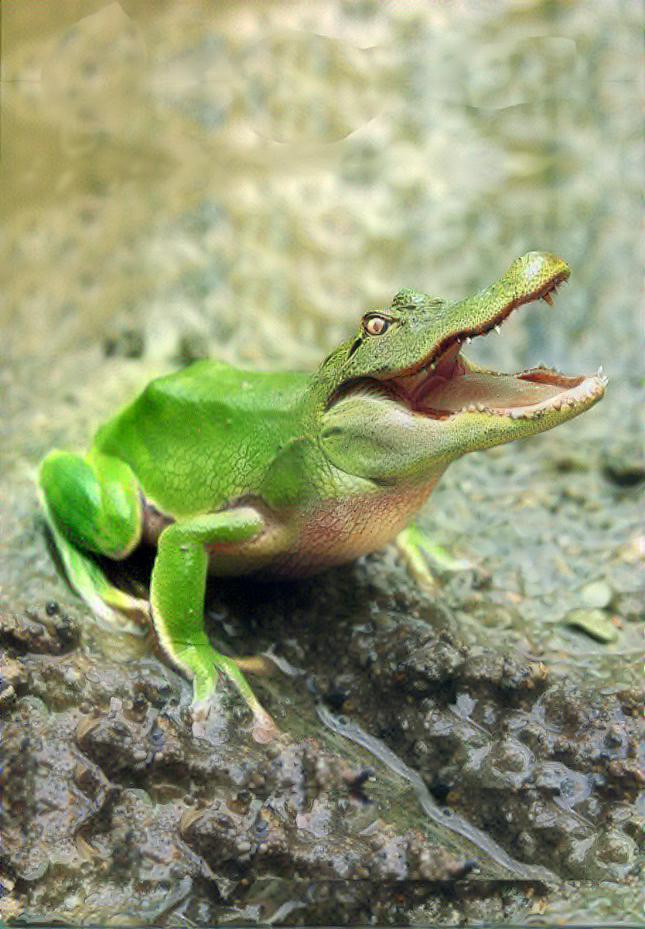 Frog Lizard