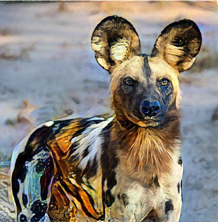 ~ African Wild Dog ~