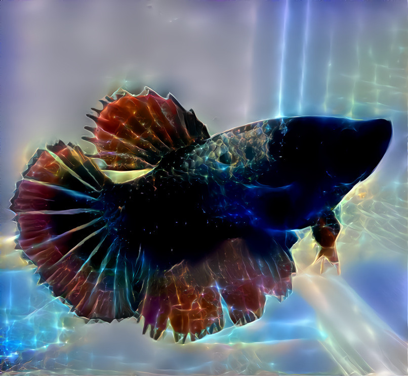 Cosmic Dragon Betta