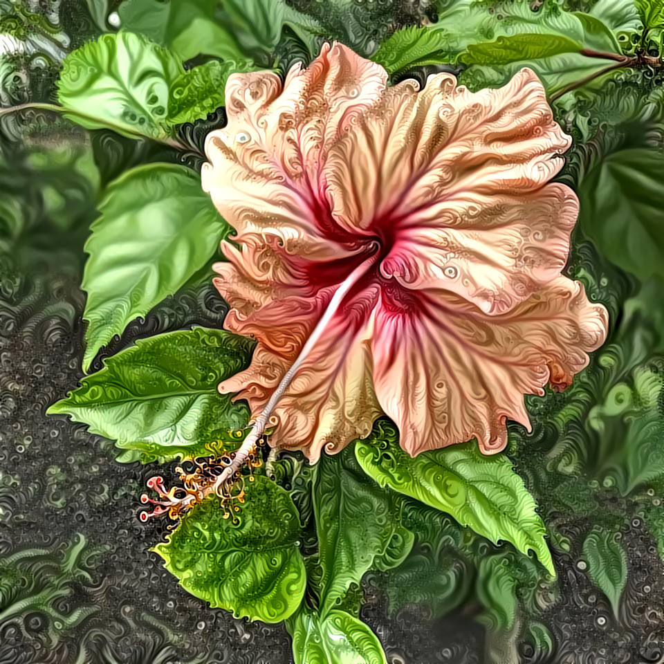 Senegalese Hibiscus flower