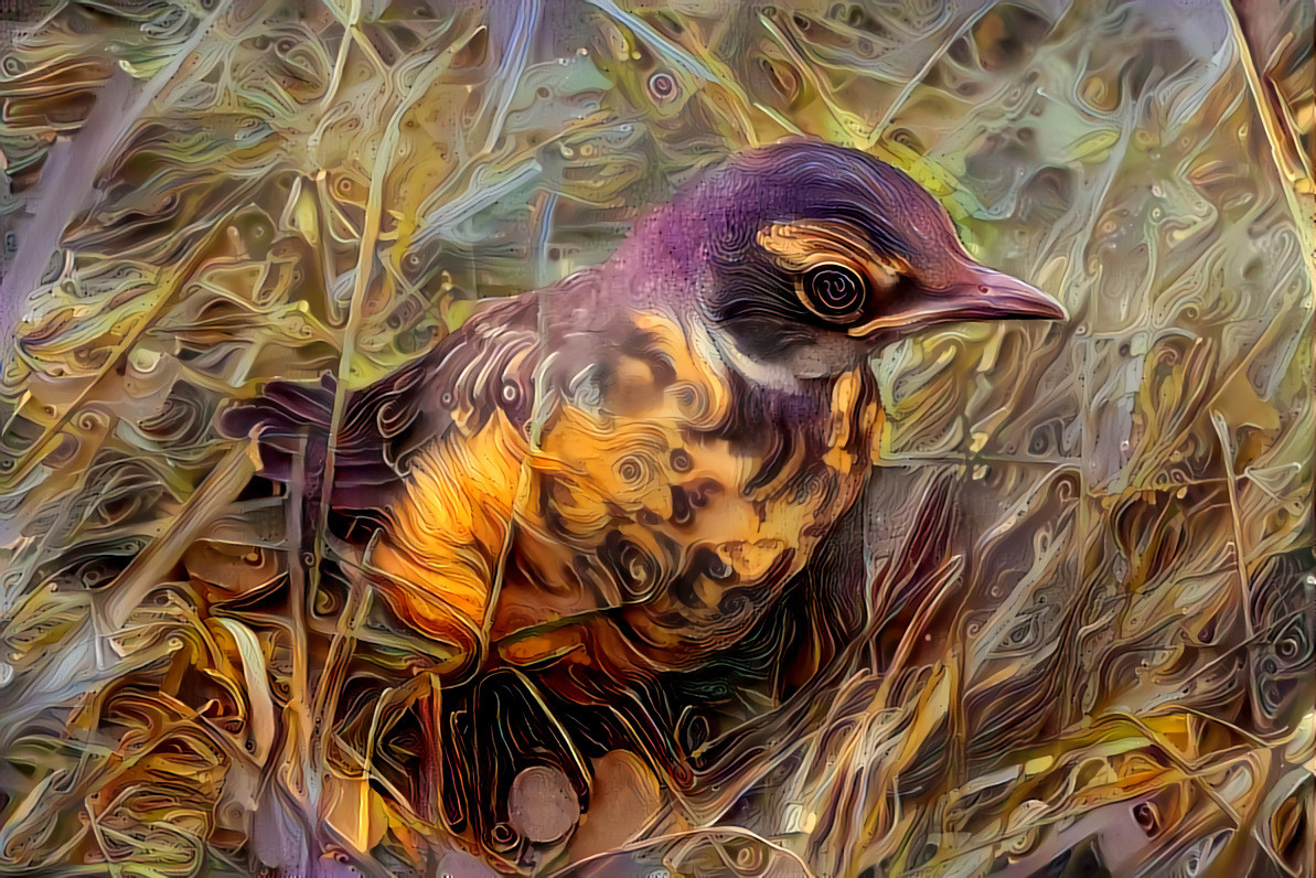 Fledgling Robin