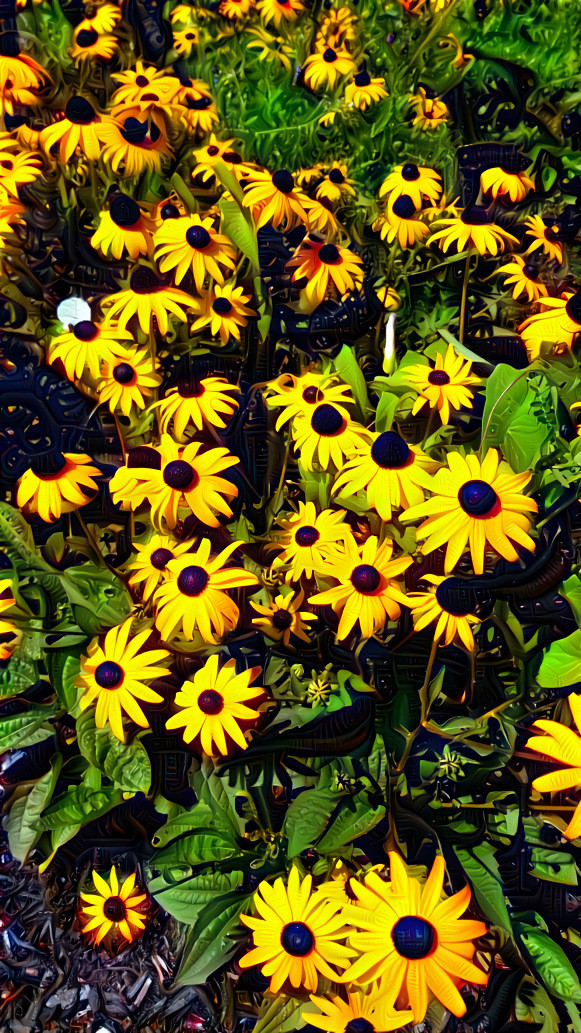 Black Eyed Susan