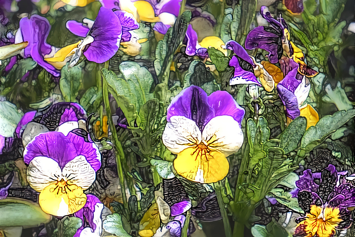 Viola