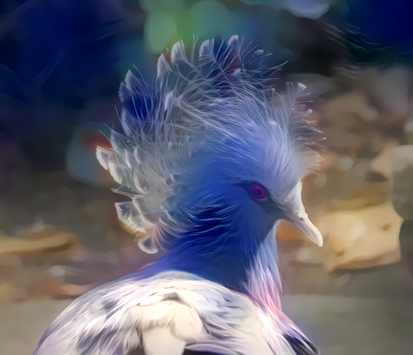 Goura - Victoria crowned pigeon