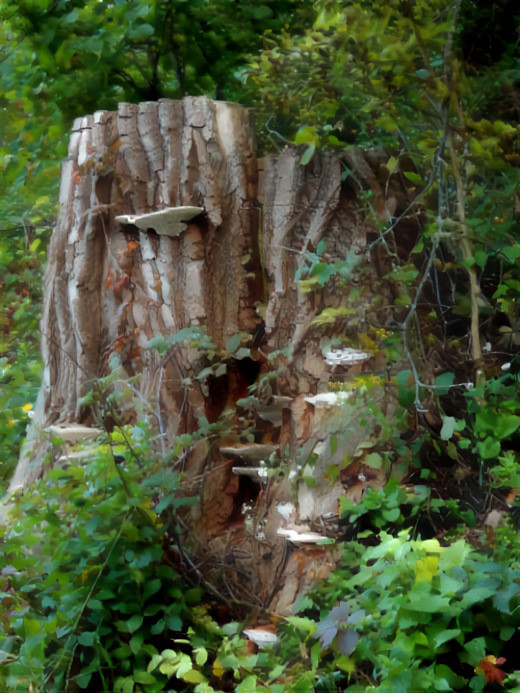 Stairway Stump