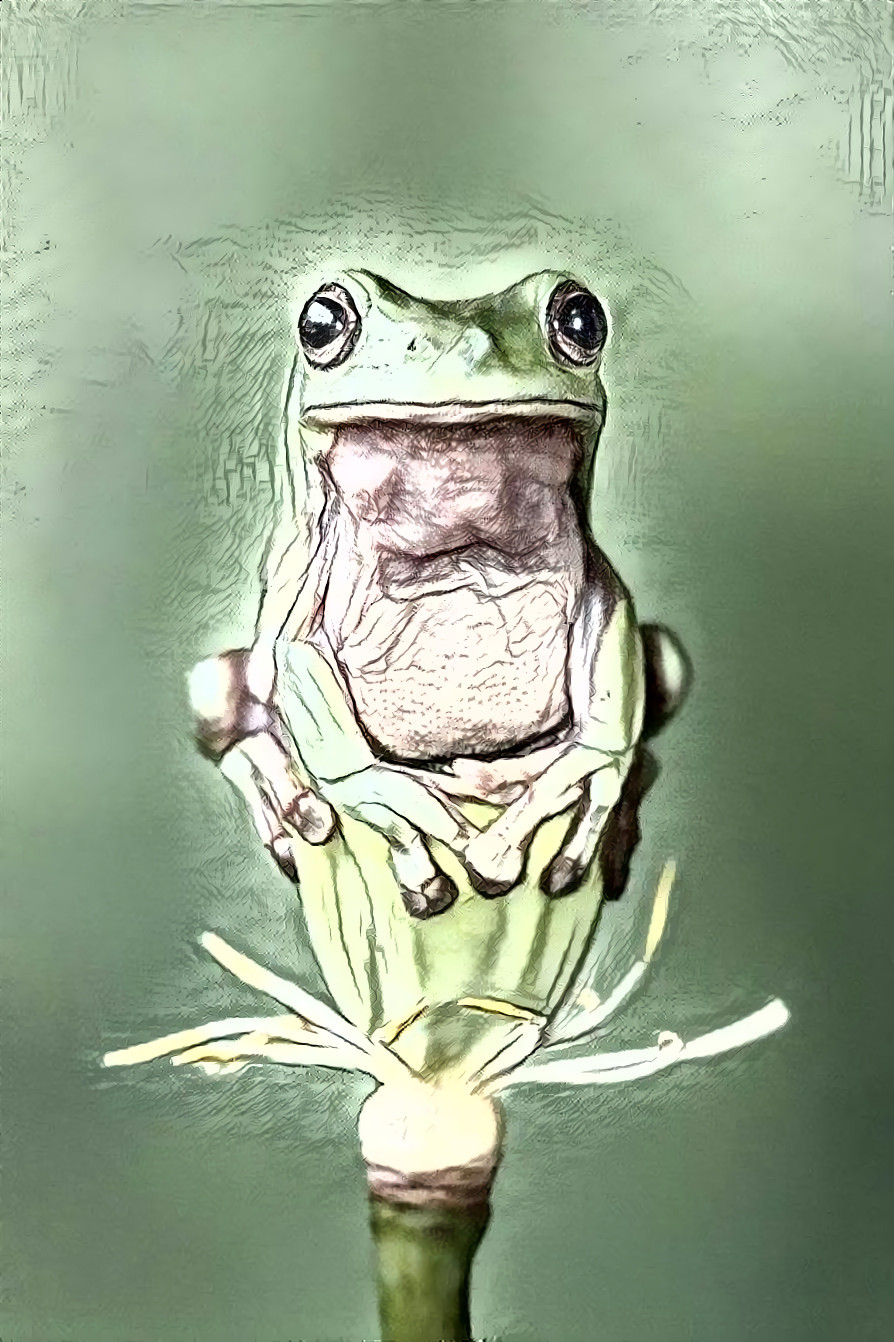 Frog on seed pod