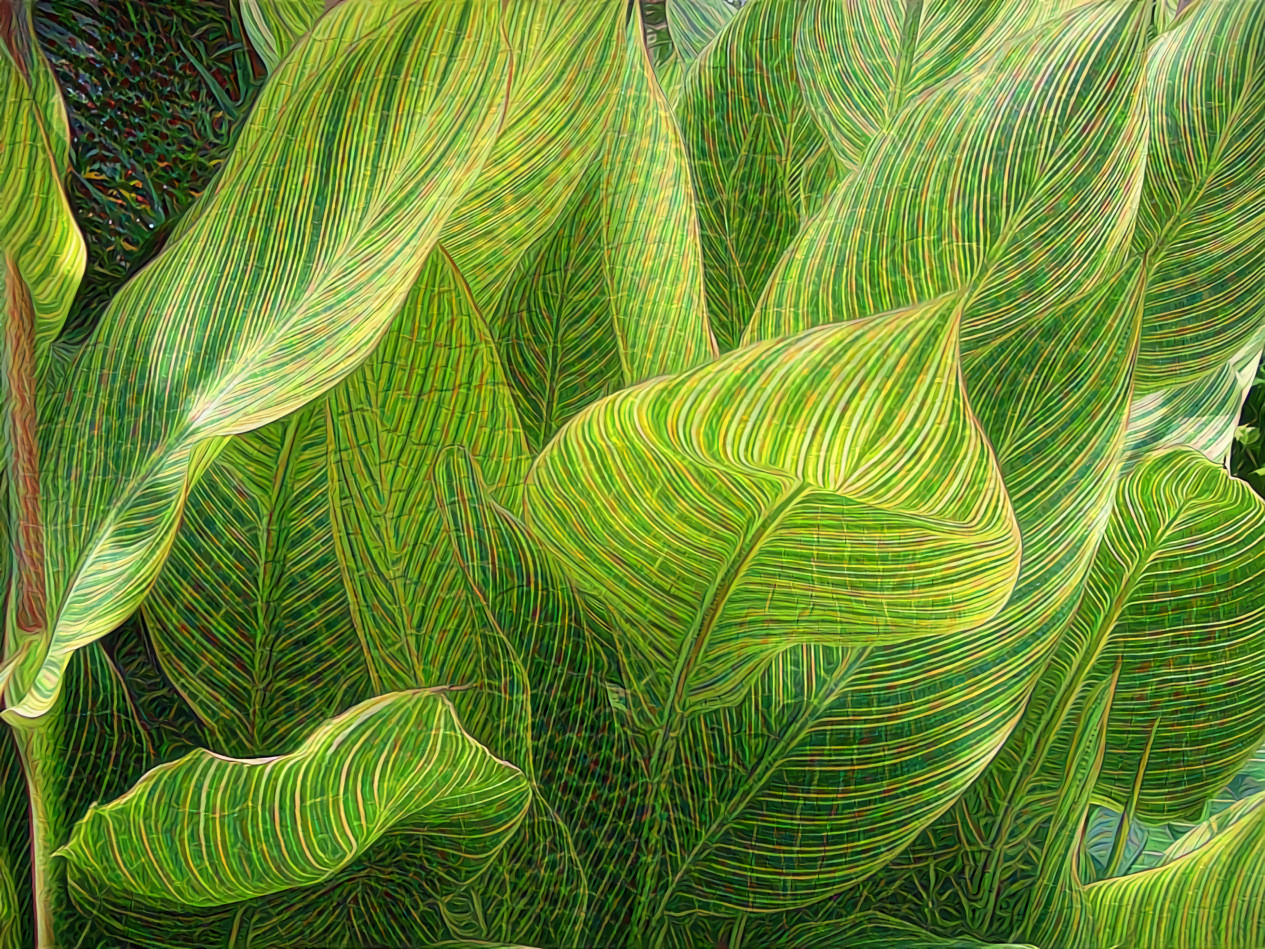 Canna Leaves