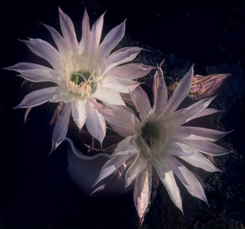 cactus bloemen